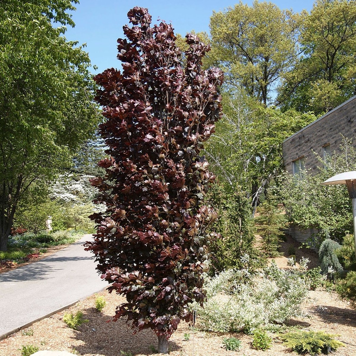 Red Obelisk Beech - LandscapeDirect