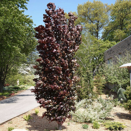 Red Obelisk Beech - LandscapeDirect