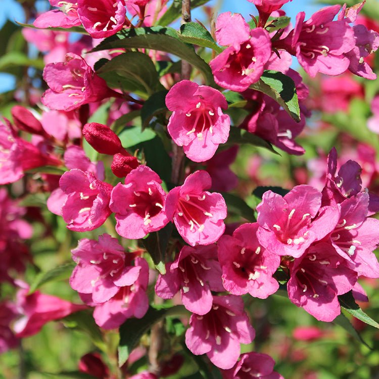 Red Prince Weigela - LandscapeDirect