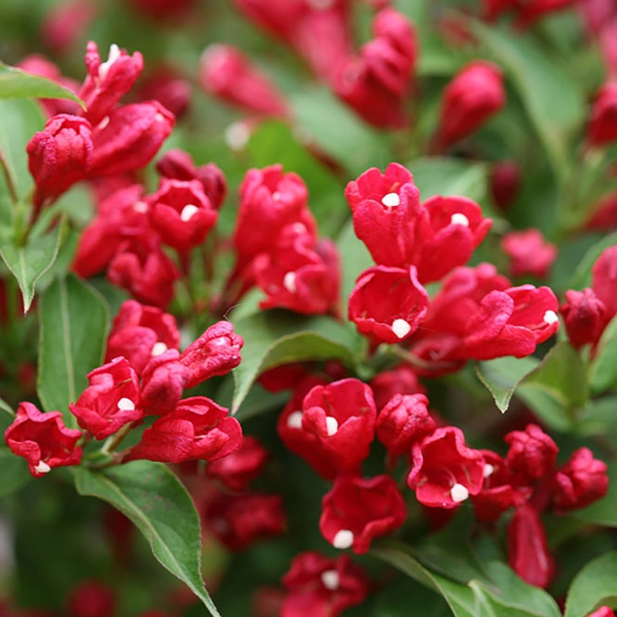 Red Reblooming Weigela - LandscapeDirect
