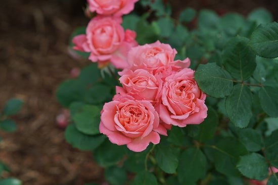 Reminiscent Coral Rose - LandscapeDirect