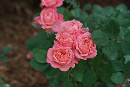 Reminiscent Coral Rose - LandscapeDirect