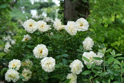 Reminiscent Crema Rose - LandscapeDirect