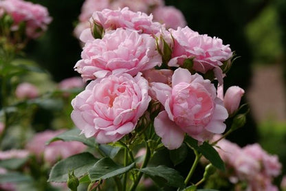 Reminiscent Pink Rose - LandscapeDirect