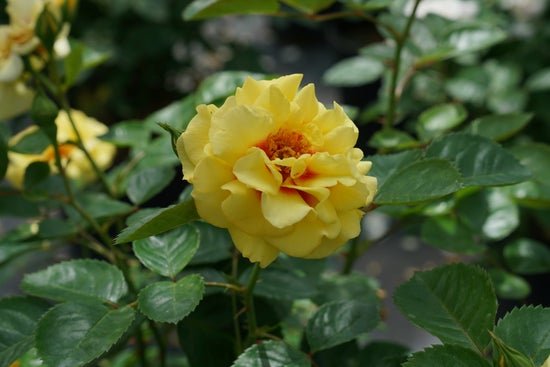 Landscape Rose Ringo Ringo AllStar Rose – LandscapeDirect