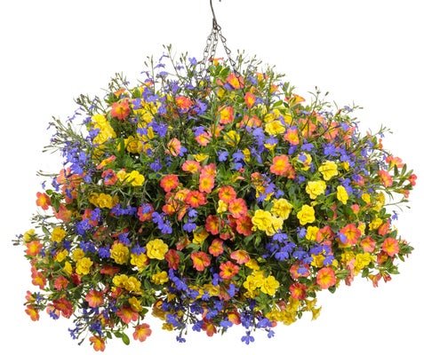Rio de Janeiro - Hanging Basket Kit - LandscapeDirect