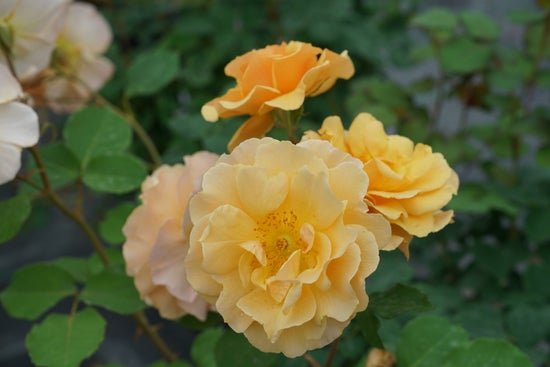 Rise Up Amberness Rose - LandscapeDirect