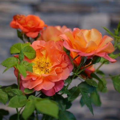 Rise Up Emberays Rose - LandscapeDirect