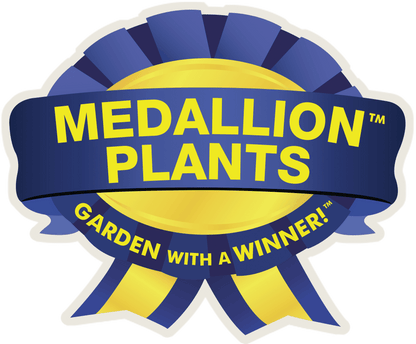 Robust Male Fern - LandscapeDirect