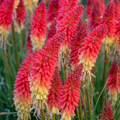 Rocket's Red Glare Red Hot Poker - LandscapeDirect