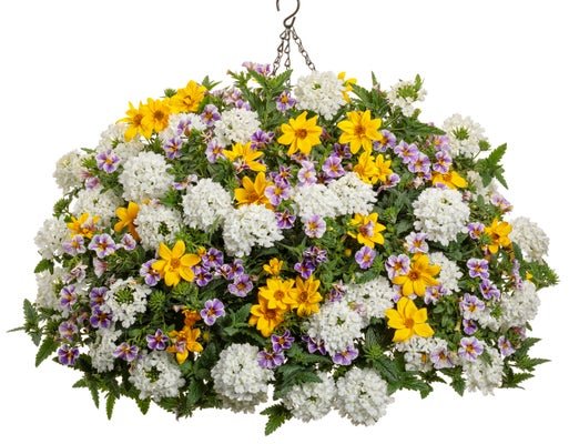 Rockin' Out - Hanging Basket Kit - LandscapeDirect