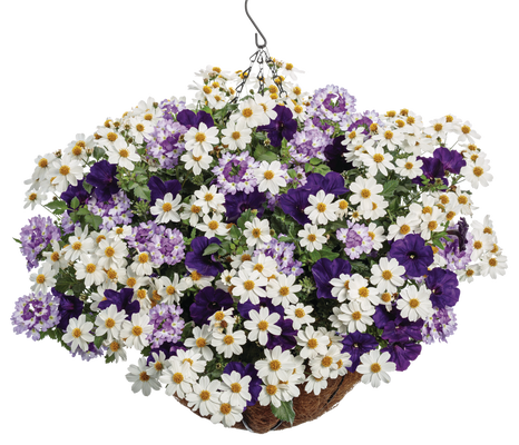 Royal Spark - Hanging Basket Kit - LandscapeDirect