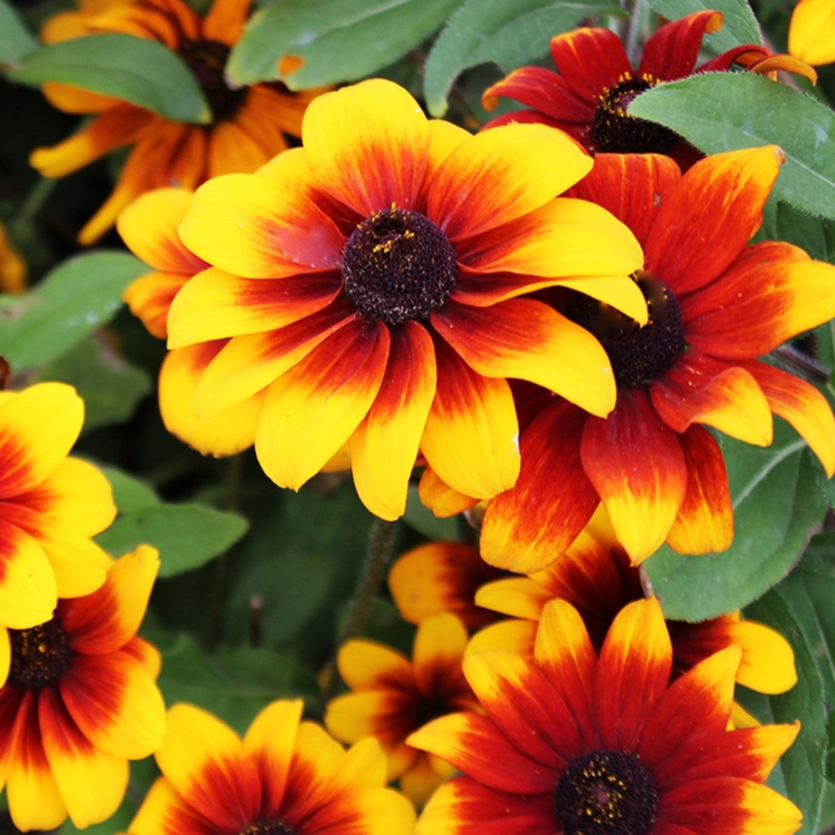 Rustic Dwarf Daisy - LandscapeDirect