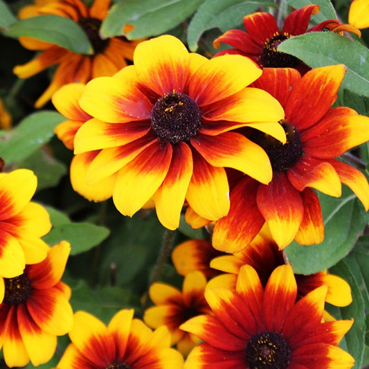Rustic Dwarf Daisy - LandscapeDirect