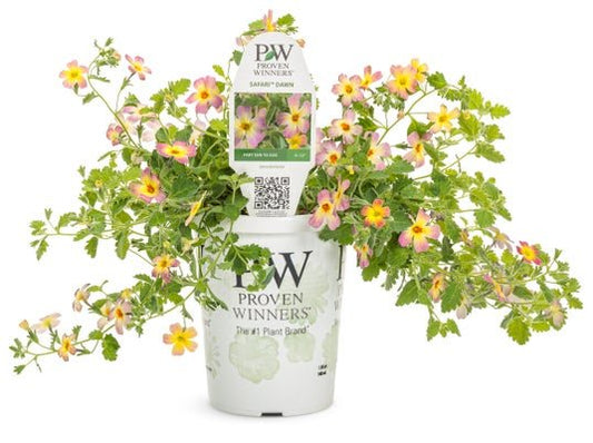 Safari Dawn - LandscapeDirect