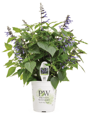 Salvia Rockin' Blue Suede Shoes - LandscapeDirect