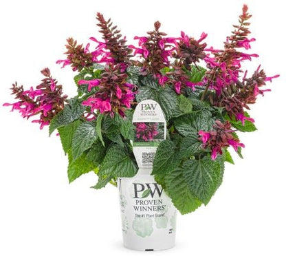 Salvia Rockin' Fuchsia - LandscapeDirect
