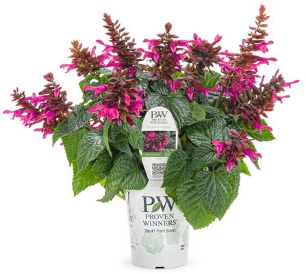 Salvia Rockin' Fuchsia - LandscapeDirect