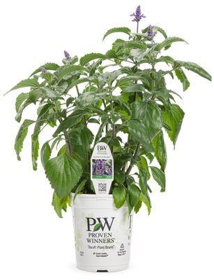 Salvia Rockin' Playin' the Blues - LandscapeDirect