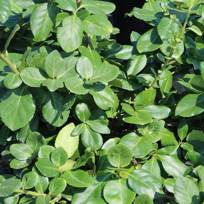 Sarcoxie Euonymus - LandscapeDirect