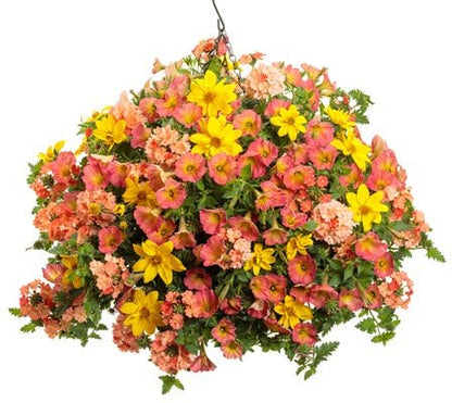 Savannah - Hanging Basket Kit - LandscapeDirect