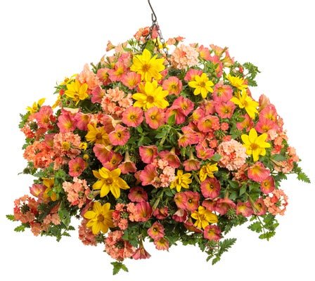 Savannah - Hanging Basket Kit - LandscapeDirect