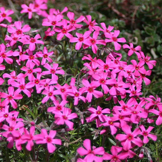 Scarlet Flame Moss Phlox/Creeping Phlox - LandscapeDirect