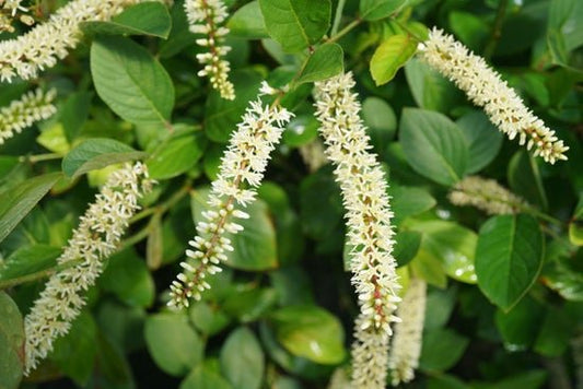 Scentlandia Sweetspire - LandscapeDirect