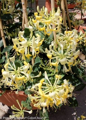 'Scentsation' Honeysuckle - LandscapeDirect