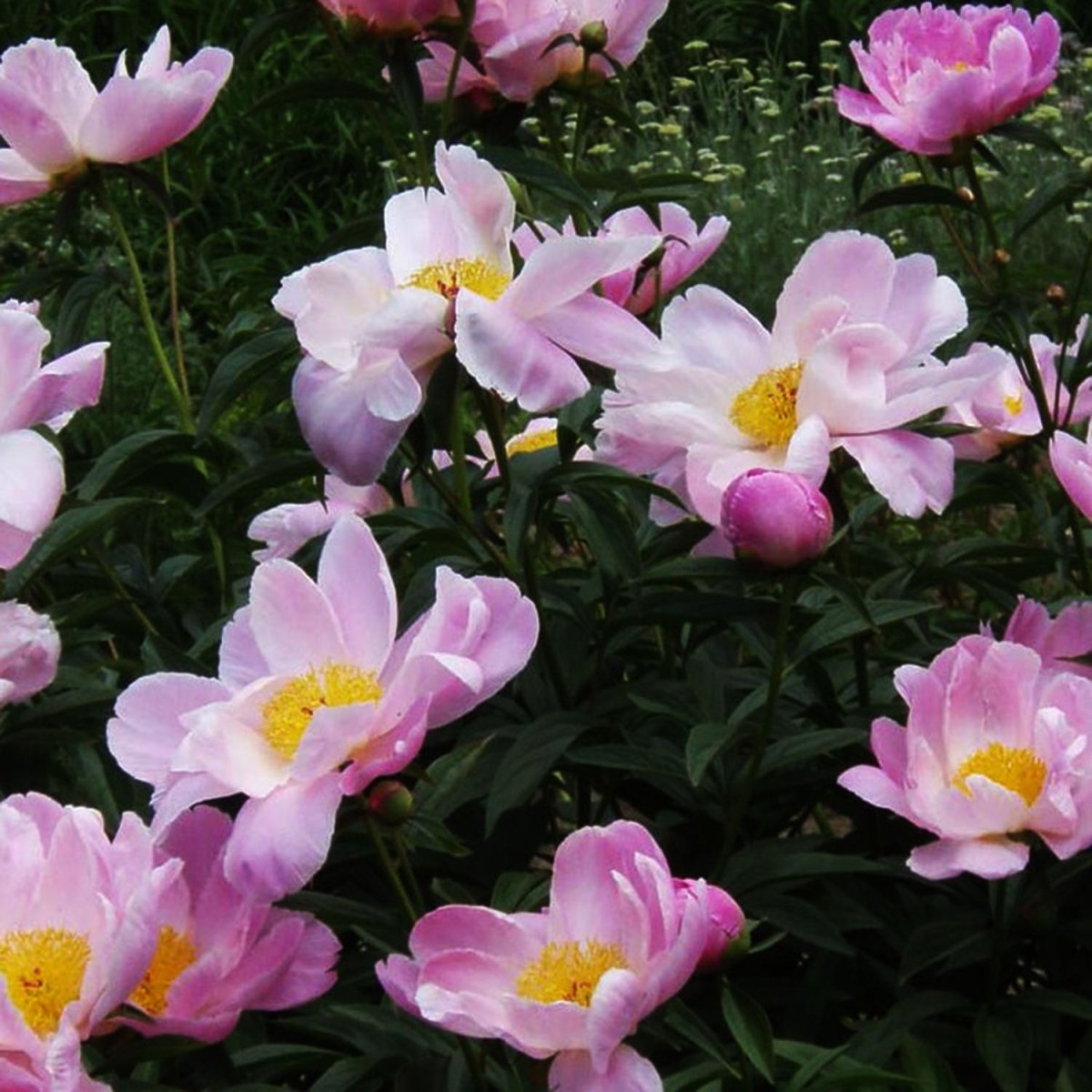 Sea Shell Peony - LandscapeDirect