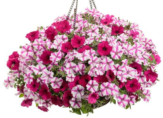 Secret Wish - Hanging Basket Kit - LandscapeDirect