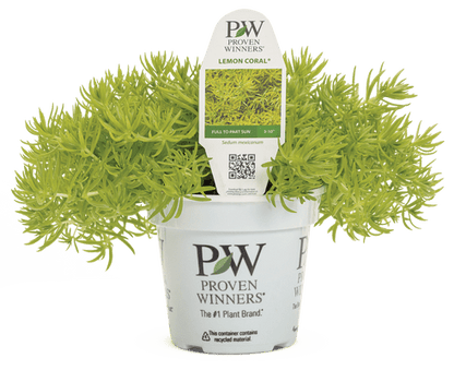 Sedum Lemon Coral - LandscapeDirect