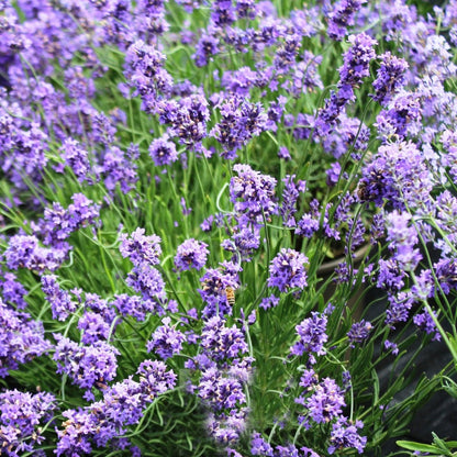Sensational Lavender - LandscapeDirect