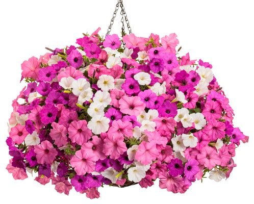 Share the joy - Hanging Basket Kit - LandscapeDirect