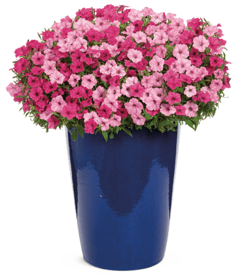 Shocking Pink - Patio Container Kit - LandscapeDirect