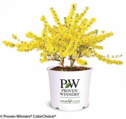Show Off Forsythia x intermedia - LandscapeDirect