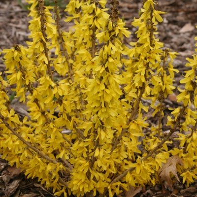 Show Off Sugar Baby Forsythia x - LandscapeDirect