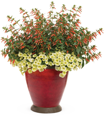 Showtime - Patio Container Kit - LandscapeDirect