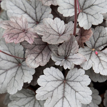 Silver Gumdrop Coral Bells - LandscapeDirect
