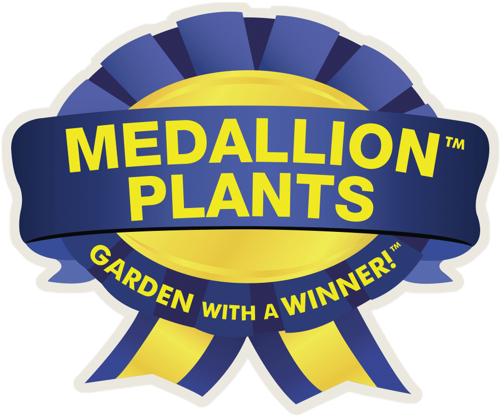 Slender Hinoki False Cypress - LandscapeDirect