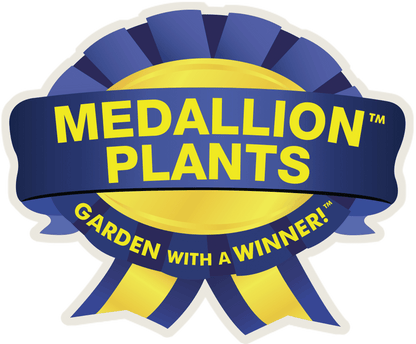 Slender Hinoki False Cypress - LandscapeDirect