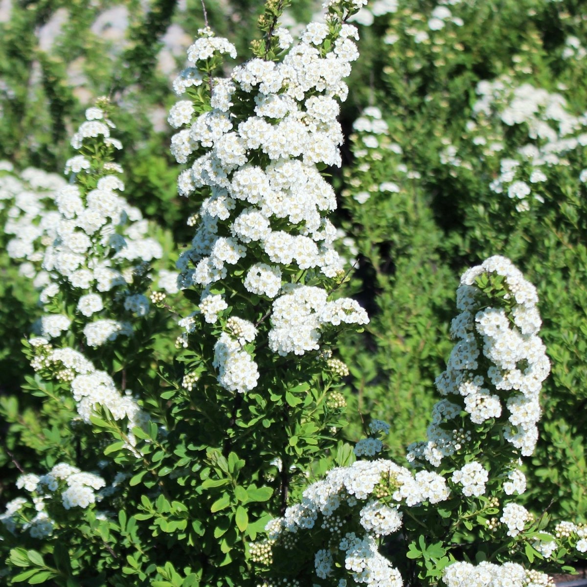 Snowmound Spirea - LandscapeDirect