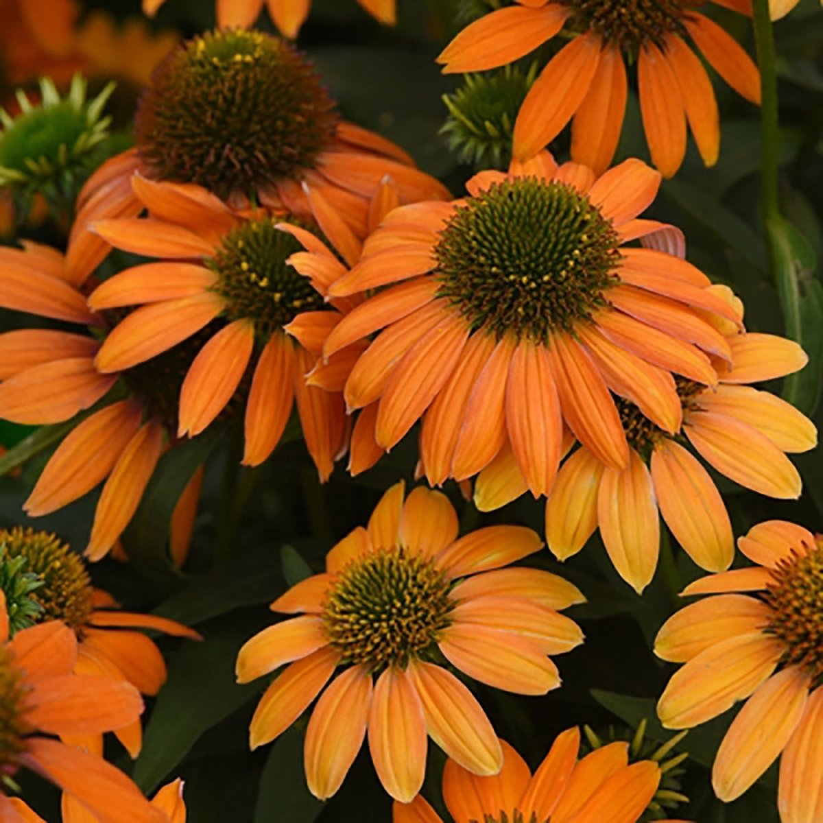 Coneflowers – LandscapeDirect
