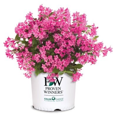 Sonic Bloom Pink Reblooming Weigela - LandscapeDirect
