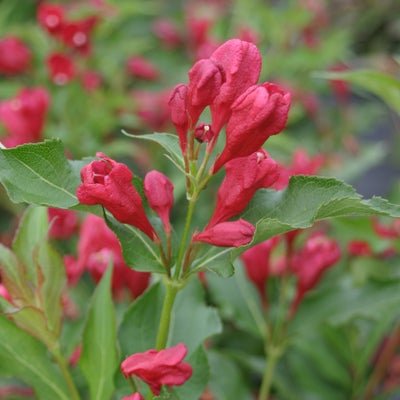 Sonic Bloom Red Reblooming Weigela - LandscapeDirect