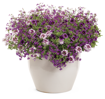 Sparkle and Glow - Patio Container Kit - LandscapeDirect