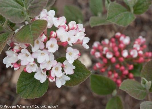 Spice Girl Korean Spice Viburnum - LandscapeDirect
