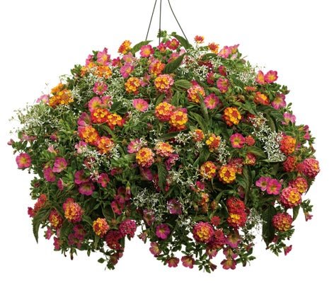 Spice of Life - Hanging Basket Kit - LandscapeDirect