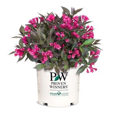 Spilled Wine Weigela florida - LandscapeDirect