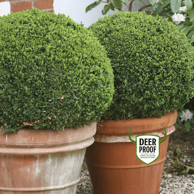 Sprinter Boxwood - LandscapeDirect